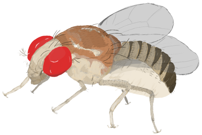 fly_drawing
