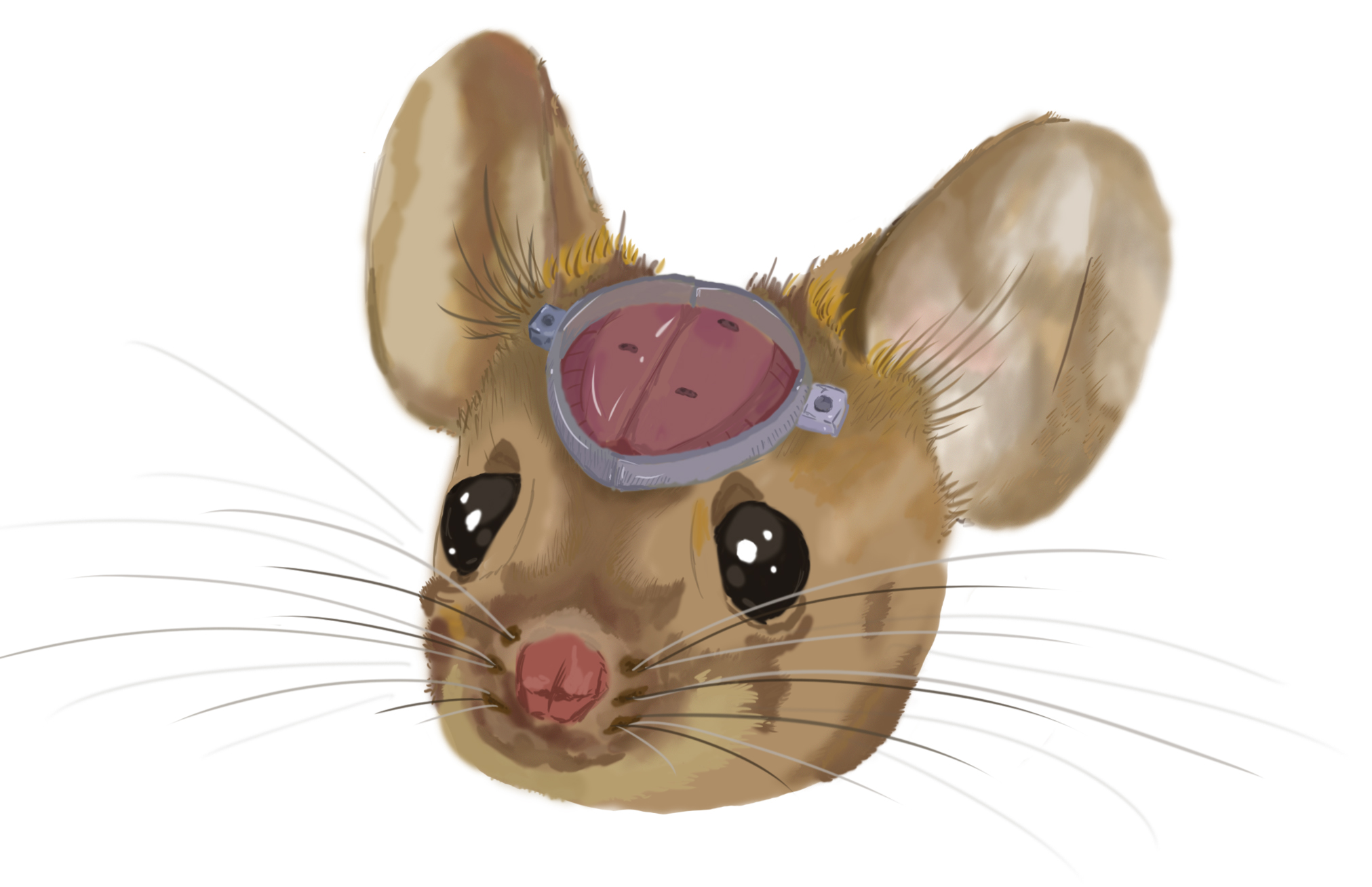 mouse_drawing