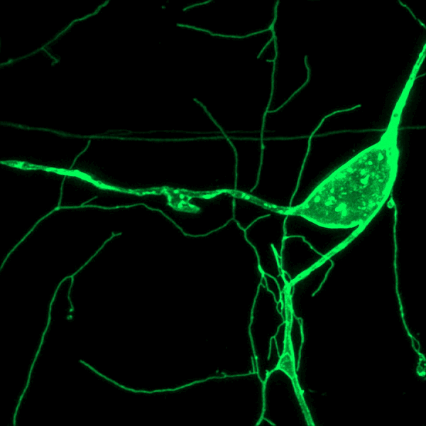 neuron-gif